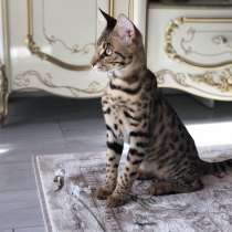 Саванна мальчик F2, в г.Флоренция