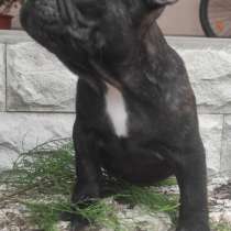 Cuccioli di bulldog francese, в г.Венеция