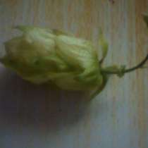 Шишки хмеля, свойские, в Тамбове