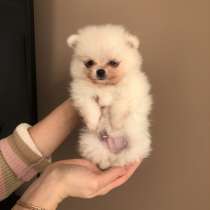 Щенки шпица, в г.Париж