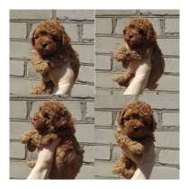 Карликовый пудель, в Новосибирске