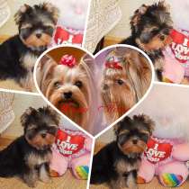 Йоркширский терьер - щенки, в Москве