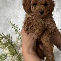 Той пудель мальчик, в г.Берлин