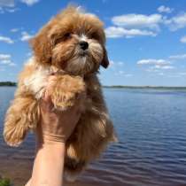 Мальтипу, в г.Берлин