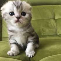 Мраморные вислоухие котята и страйты на продажу, в Москве