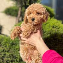 Той пудель, в г.Гамбург