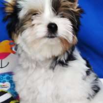 Бивер йоркширский терьер, в г.Ahrensfelde