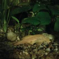 Ich will Glück für meinen Fisch, в г.Кобленц