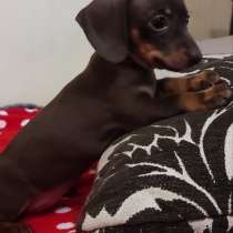 Такса карликовая. Шоколадный мрамор, в г.Кёльн