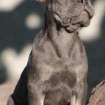 Французский бульдог. Blue tan, в г.Aach