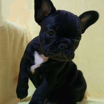 Французский бульдог. Black, в г.Oberthal