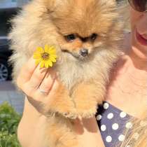 Помераниан щенок. Девочка, в г.Тель-Авив