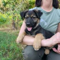 Деловые воспитатели игрушек ищут дом, в Санкт-Петербурге