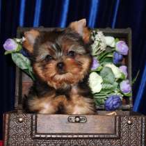 Щенки Йоркширского терьера. Две девочки сестрички, в Москве