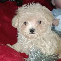 Мальтипу F - 1. Мини, в г.Берлин