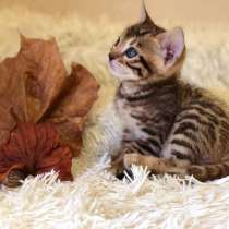 Бенгальские котята, в г.Майами