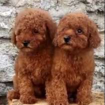 Той пудель. Red brown, в г.Ремшайд