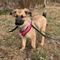 Пушистый, мягонький, рыженький щеночек, в Санкт-Петербурге