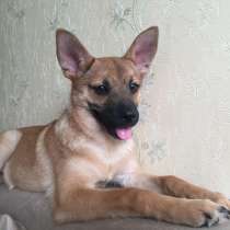 Собачка-крошка, очень воспитанная и ласковая, в Санкт-Петербурге