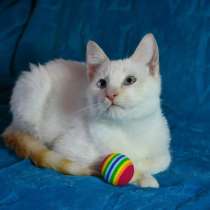 Шикарнейший котенок Тайской породы в дар, в Санкт-Петербурге