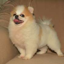 Померанксий шпиц. Девочка, в г.Wittenau