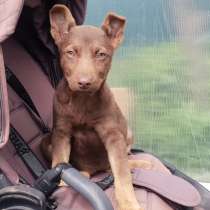 Удивительно красивые щенки, в Санкт-Петербурге