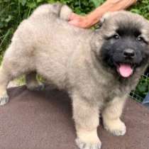 Кавказская овчарка, в г.Берлин