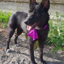 Семейный щенок - миниатюрная чёрная овчарочка, в Санкт-Петербурге