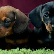 Такса, в г.Кёльн