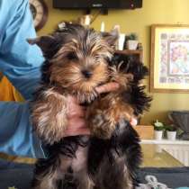 Йоркширский Терьер, в г.Анталия