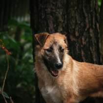Чуткая, деликатная, вежливая собака, в Санкт-Петербурге