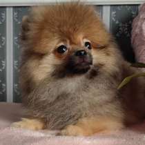 Померанский шпиц, в г.Eilenburg, Berg