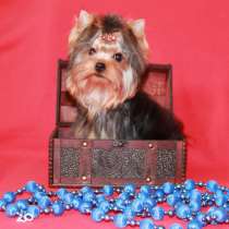 Девочка Йоркширского терьера. Мечта, в Москве