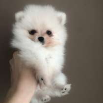 Шпицы, в г.Кёльн