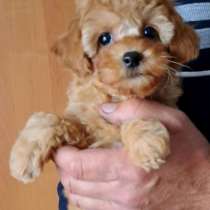 Той пудель. Apricot, в г.Оснабрюк