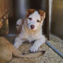 Плюшечка - изумительно красивый щенок, в Санкт-Петербурге