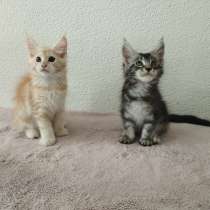 Хорошие котята, в г.Кёльн
