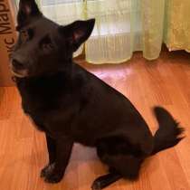 Домашняя воспитанная собачка, в Санкт-Петербурге