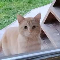 Карамельный котенок ищет дом, в Санкт-Петербурге