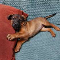 Щенок от мамы метиса таксочки, в Санкт-Петербурге