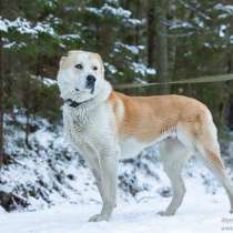 Ищет дом семейная среднеазиатская овчарка (алабай), в Санкт-Петербурге