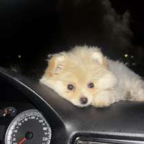 Зоотакси межгород, в Ярославле