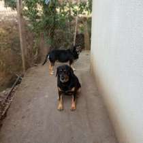 Две замечательные девочки Джерри и Анечка ищут дом!, в Москве