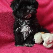 Йоркипу. Beautiful black boy, в г.Albessen