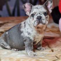 Французский бульдог, в г.Atting