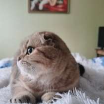 Продам котенка, в г.Мозырь