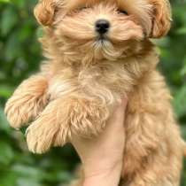 Мальтипу. Микро мини, в г.Хаген