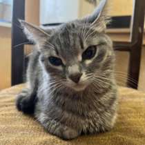 Кошка 1.5 годика, очень добрая и нежнач, в Самаре