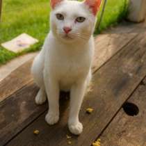 Зеленоглазый кот Григорий ищет дом!, в Москве