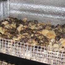 Перепелята и инкубационное яйцо, в Санкт-Петербурге